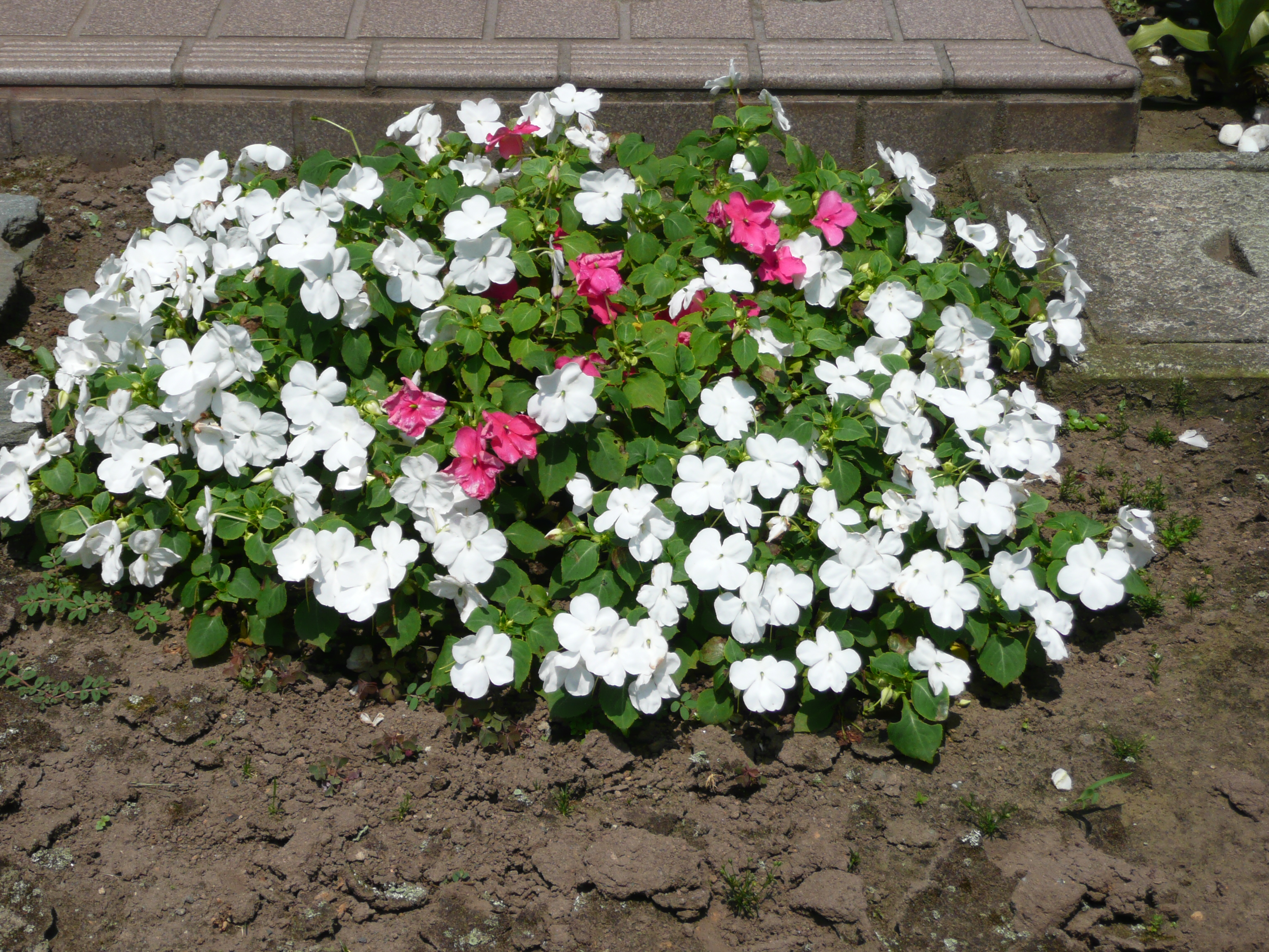 お客様宅奥様はお庭を少しお手入れ。<br><br>多くの植栽植えると、<br>色々な手間がかかるので、<br><br>大きなお庭に何か所か<br>写真のような綺麗なお花が咲く。<br>